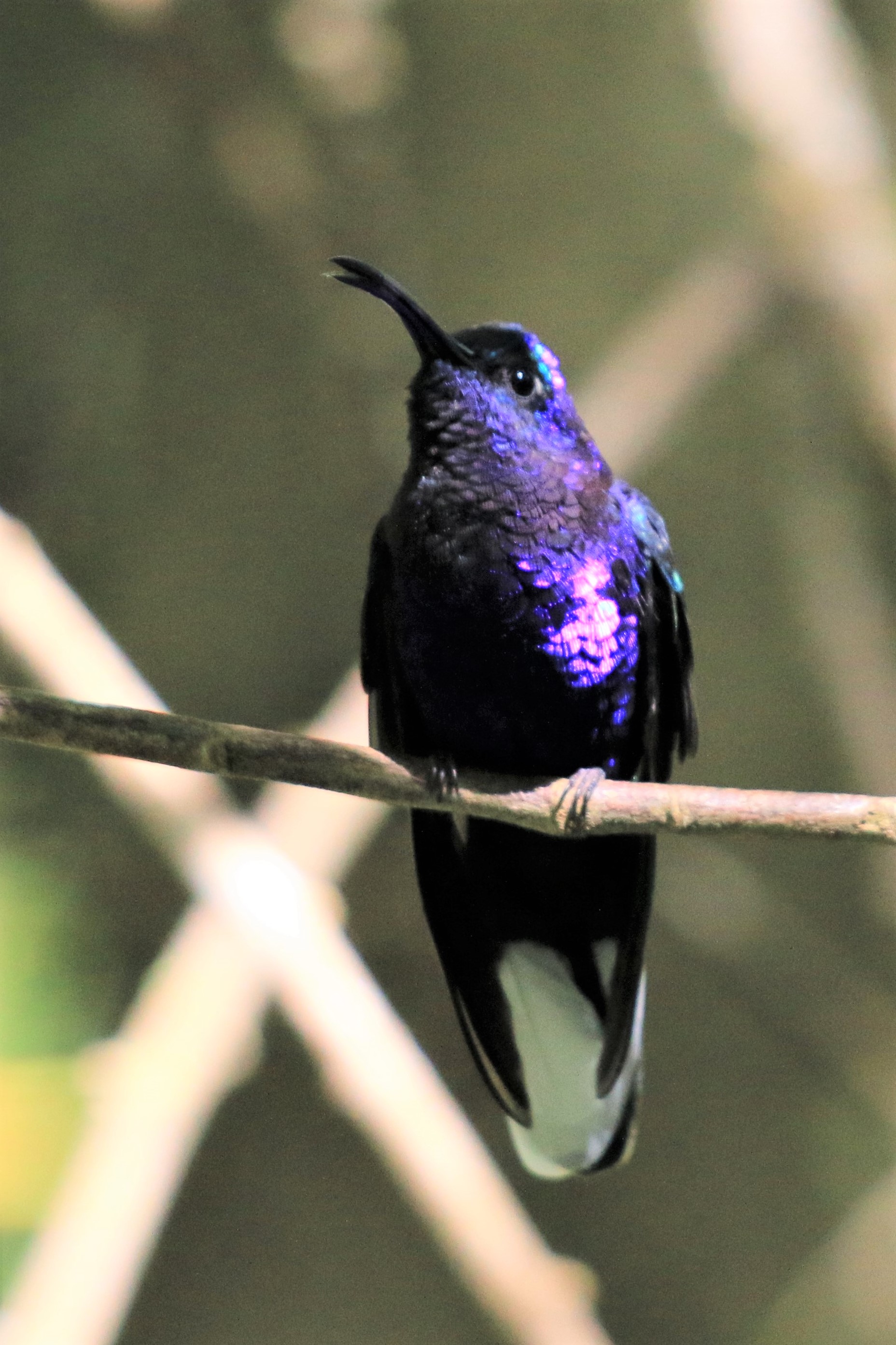 Costa Rica